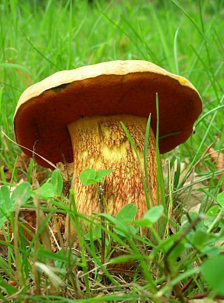 Boletus luridus?